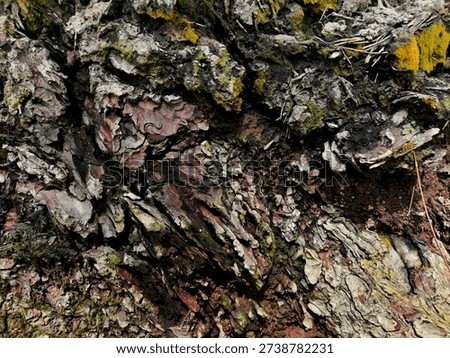 High-resolution macro shot of weathered tree bark with deep ridges, natural soil accents, and vibrant golden-green moss. A powerful, organic background perfect for rustic branding, 3D environment mapping, and nature-themed digital art.#EarthyTexture #BarkPhotography #MacroNature #TreeBark #GoldenMoss #OrganicBackground #RusticDesign #ForestElements #NaturePatterns #StockPhotography #GraphicDesignResources