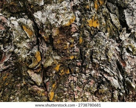 High-resolution macro of weathered tree bark featuring deep cracks, vibrant orange moss, and green lichen. A high-contrast, organic background perfect for rustic textures, 3D modeling, and natural design elements.#BarkTexture #NaturePhotography #MacroTexture #TreeBark #OrganicBackground #RusticDesign #ForestDetail #NaturePatterns #StockPhoto #WeatheredWood