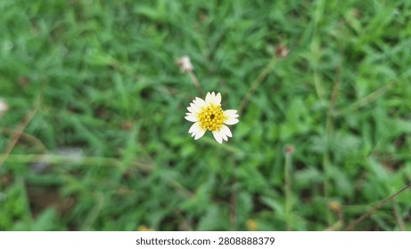 A high-resolution overhead micro-shot featuring a single small wild daisy or coatbuttons flower (Tridax procumbens) blooming directly in the center of the frame. The flower showcases off-white petals surrounding a bright golden-yellow pollen center, contrasting beautifully against a soft-focus, blurred green grass backdrop.