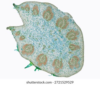 High-resolution overview micrograph of a stem cross section of horseradish (Armoracia rusticana), stained with Astra Blue, Acridine Red and Acriflavine, imaged in bright field with an Olympus BH2 microscope and a 10x objective.