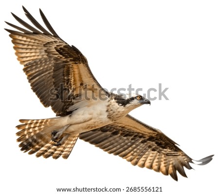High-Resolution, Realistic, Highly Detailed, and Sharp Image of a Bird – Nature Wildlife Photography