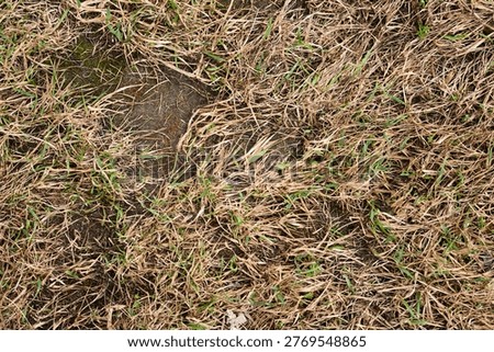 High-resolution top-down capture of complex organic debris and vegetation on soil for terrain mapping