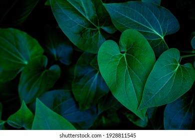 Hight angle view of Green Leaves Texture Background. tropical leaf