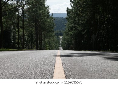 highway between the forest