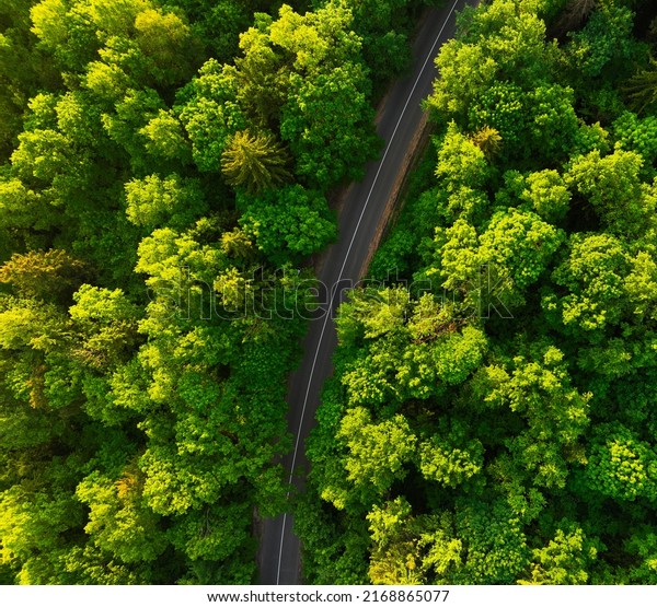 Highway in forest with pine trees, top view.\
Countryside Road, aerial view. Drive by car on asphalt road in\
weekend. Forest road in suburb. Empty way in environment. Road trip\
on freeway in summer.