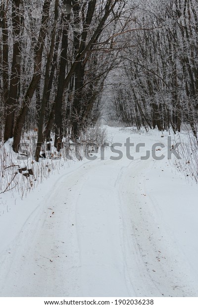 highway in the forest, winter\
landscape, cloudy gray weather, the road goes into the\
distance