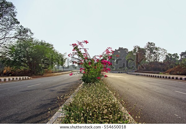 Highway lanes and median with\
ornamental plant growth and flower beds shining in morning\
sun