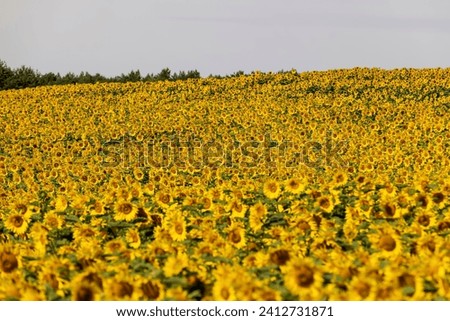 high-yielding field with yellow sunflower flowers, pollination of sunflowers by bees, sunflowers for obtaining food and oil