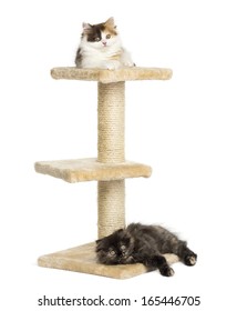 Higland Straight And Fold Kittens Lying On A Cat Tree, Isolated On White