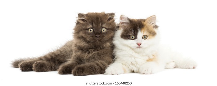 4,388 Highlander cat Images, Stock Photos & Vectors | Shutterstock