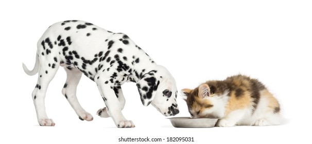 Higland Straight Kitten And Dalmatian Puppy Eating From A Bowl, Isolated On White