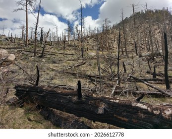 Hike Through A Burn Scar