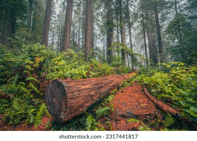 Hike through the misty, lush redwood forest | Redwood National and State Parks, California, USA - Powered by Shutterstock