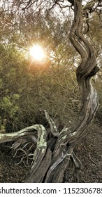 Hike Through Mount Soledad