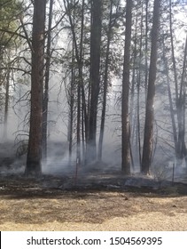 Hiked Into A Controlled Burn Area A Couple Miles West Of Bend Oregon Summer Of 2018 And Couldn't Get Over How Eerie This Looked