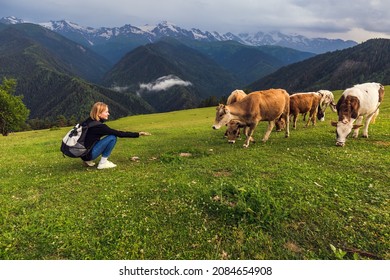 Hiker and cows with the mountains range with clouds and storm clouds at the background. Caucasus Mountains, Svaneti region of Georgia.