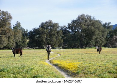 Hiker and cows on the Pacific Crest Trail near Warner Springs