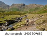 A hiker with dog walking along the Cumbria Way in Mickleden. Rossett Pike in the backdround, Lake District, UK