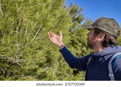 Hiker exploring pine forest and touching pinecone during nature walk.