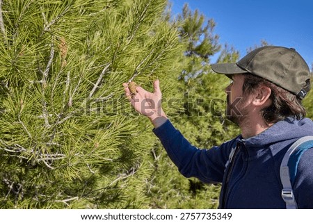 Hiker exploring pine forest and touching pinecone during nature walk.