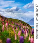 hiker girl standing on the field of lupin flowers with mighty peak of mount cook in front of her; blooming colorful flowers near lake pukaki, canterbury, new zealand south island