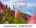 hiker girl standing on the field of lupin flowers with mighty peak of mount cook in front of her; blooming colorful flowers near lake pukaki, canterbury, new zealand south island