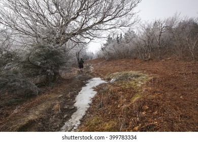 A Hiker On The Thunderbolt Trail On Mount Greylock In The Berkshires Of Western Massachusetts.