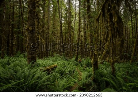 HIker In Orange Coat Traverses Thick Fern Forest in Olympic National Park