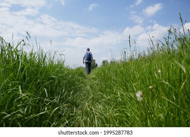 hiker seen from behind, walking over high grass path on sunny summer day