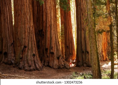 Wiker im Sequoia Nationalpark in Kalifornien, USA