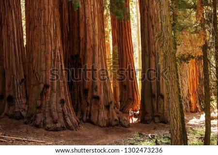 Hiker in Sequoia national park in California, USA