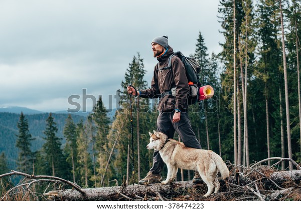 siberian husky hiking