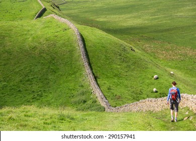 A Hiker Walking Alongside Hadrians Wall Walk In Northumberland, North East Of England, UK.