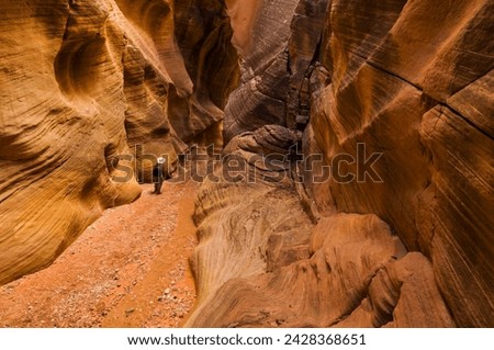 Hiker walking down the stream between eroded entrada sandstone slot canyon walls at Willis creek, Grand Staircase-Escalante National Monument, Kane County, Utah, United States of America, USA