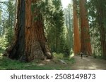 Hiker walking through path with giant sequoia trees in Yosemite National Park with sunlight filtering through trees 