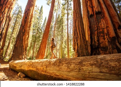 Wiker im Sequoia Nationalpark in Kalifornien, USA