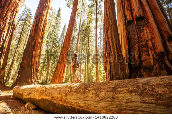 Hiker\
woman in Sequoia national park in California,\
USA