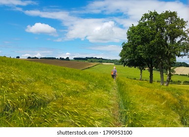 Hiker In Worcestershire Countryside On A Sunny Summers Day