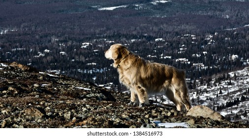 A Hiker's Dog On The Wolverine Peak Trail Outside Of Anchorage, Alaska In Early Winter.