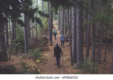 Hikers Make Their Way Along The Bass Lake Trail Between Tall Pine Tress In Ely, MN In October Of 2016. 