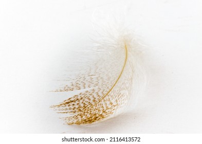 Hi-key View Of A Single Mallard Feather On A White Background,