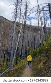 Hiking In 2003 Forest Fire Area Glacier National Park Montana