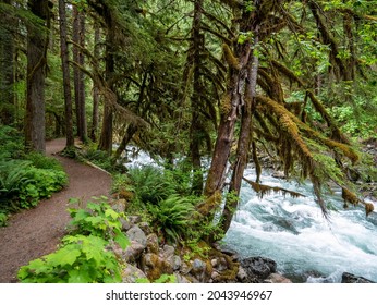 Hiking Along The Nooksack River