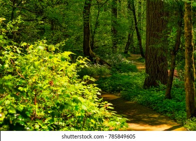 Hiking Along A Shady Forest Lined Path In Forest Park West Of Downtown Portland Oregon.