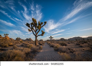 Hiking Along A Trail In Joshua Tree National Park 