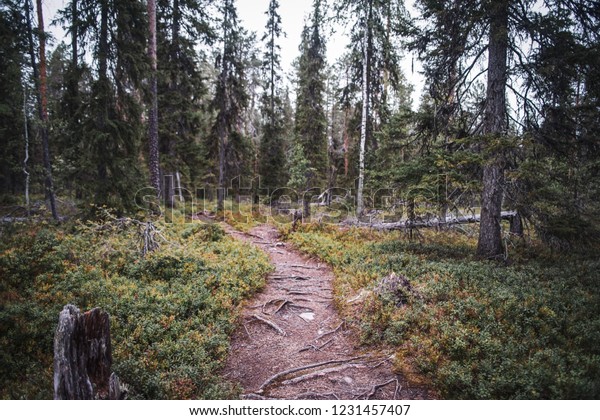 Hiking Arctic Circle Trail Near Vikajarvi Stock Photo Edit Now