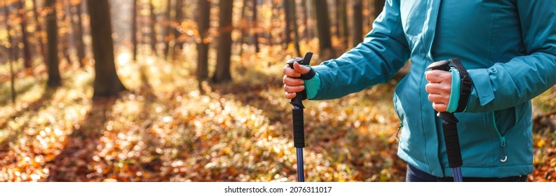 Hiking in autumn forest. Woman trekking in woodland. Tourist with hiking pole. Panoramic view