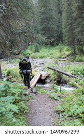 hiking and backpacking man through pine tree forest in rocky mountains of colorado