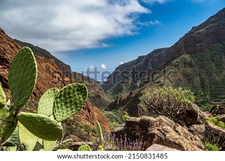 Hiking from Barranco de Guayadeque to Caldera de los Marteles, a volcanic area with dry fields at the bottom, Gran Canaria, Canary Island, Spain, Europe Stock photo © 