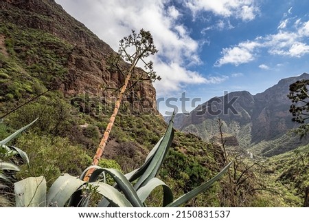 Hiking from Barranco de Guayadeque to Caldera de los Marteles, a volcanic area with dry fields at the bottom, Gran Canaria, Canary Island, Spain, Europe